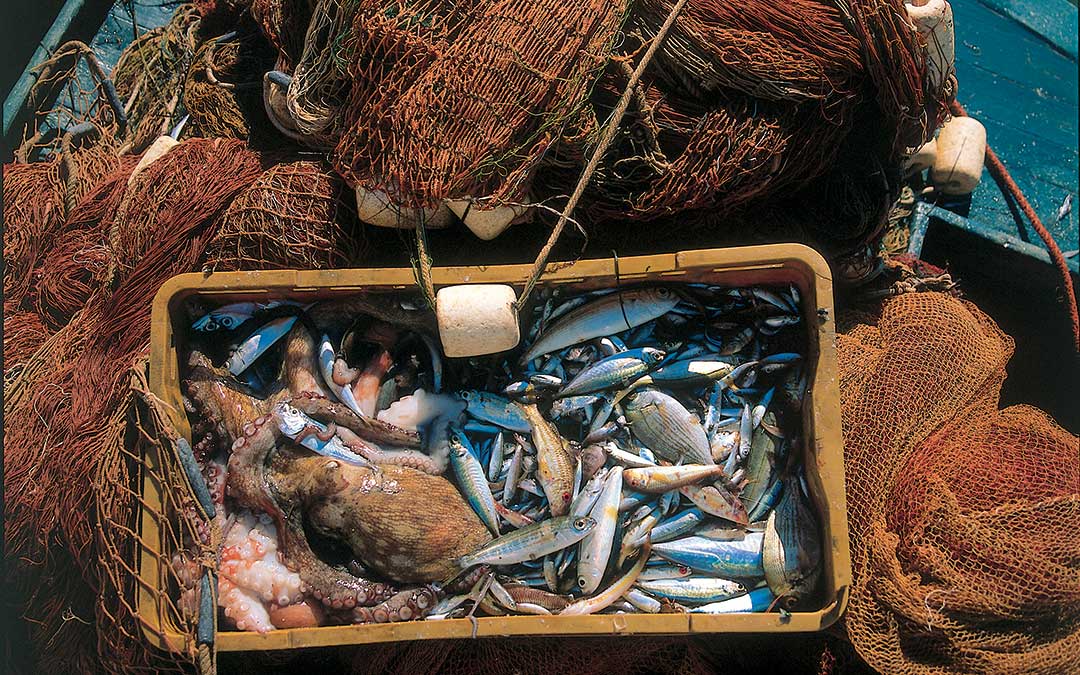 Entdecken Sie das Korčula-Naturerbe-Fauna-Fischnetz