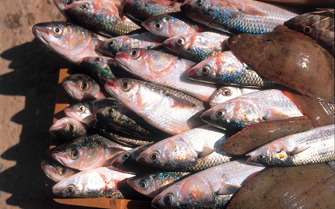 Entdecken Sie das Korčula-Naturerbe-Fauna-Fisch