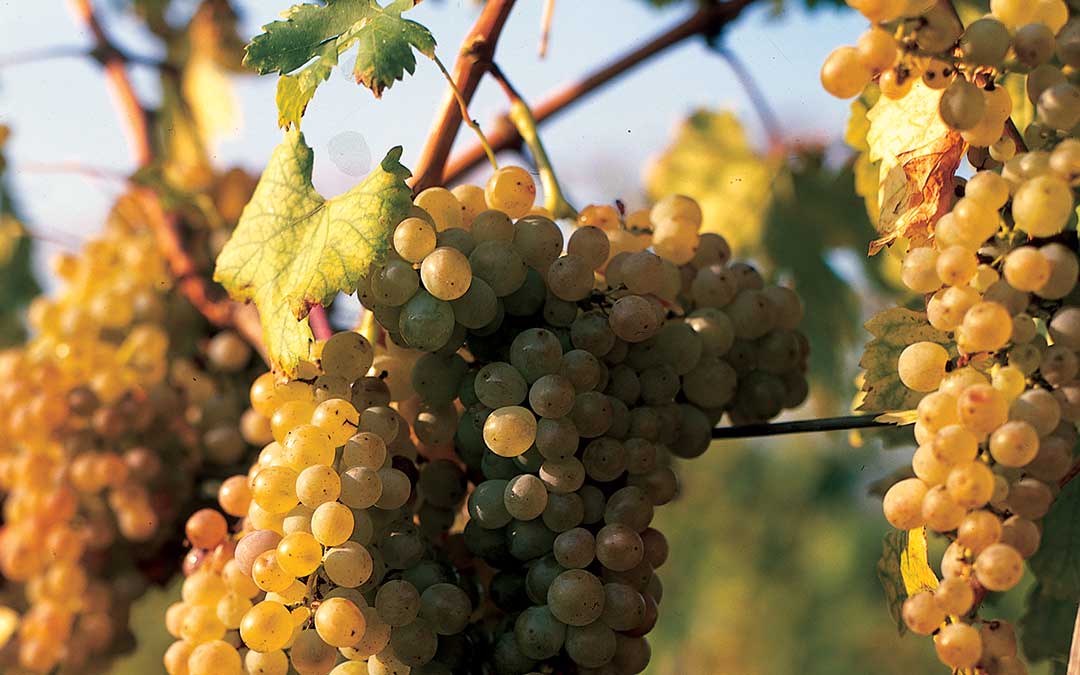 Découverte de Korčula - Patrimoine naturel-White grapes