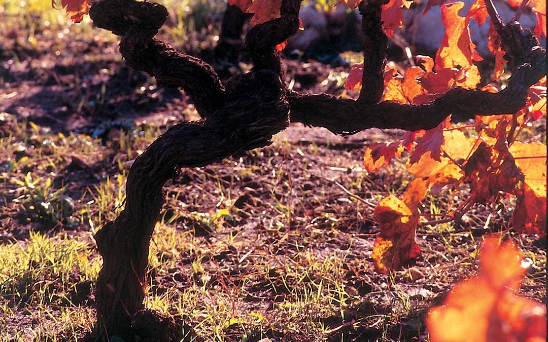 Entdecken Sie das Korčula-Naturerbe-Vineyard