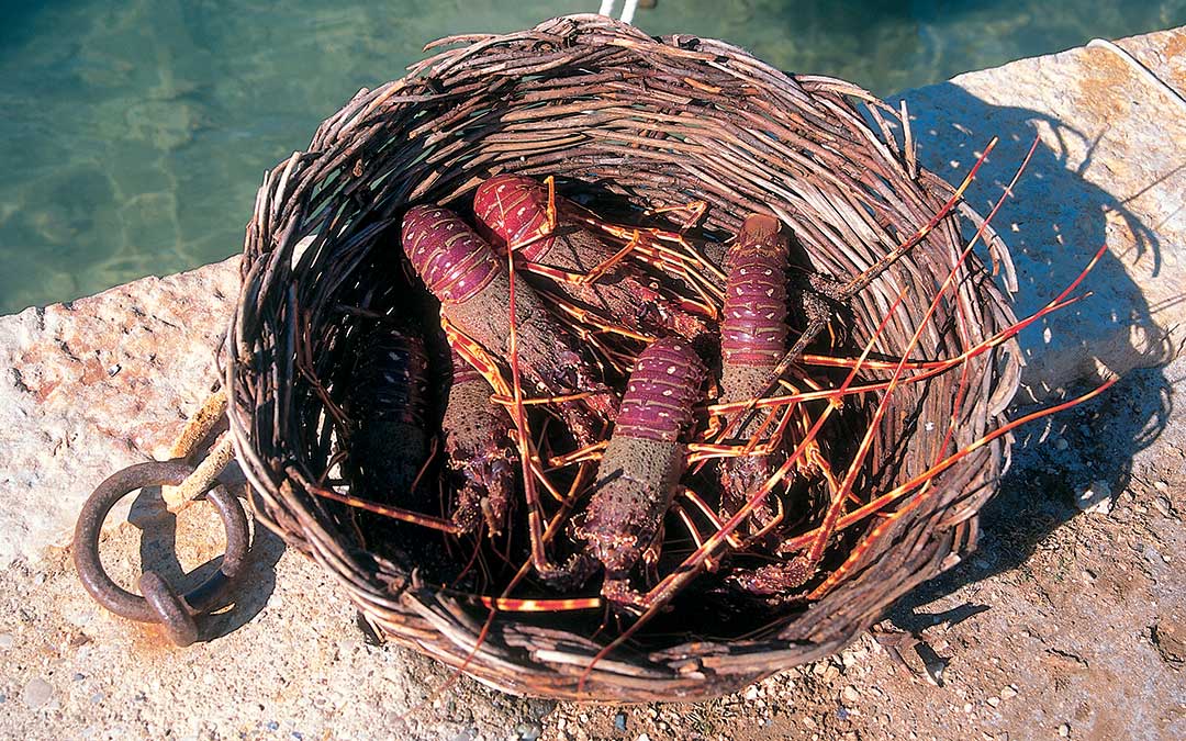 Scopri il patrimonio naturale di Korčula-Fauna-Lobster