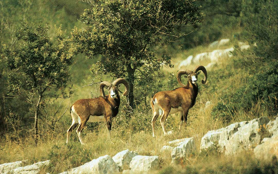 Scopri il patrimonio naturale di Korčula-Fauna-Muflon
