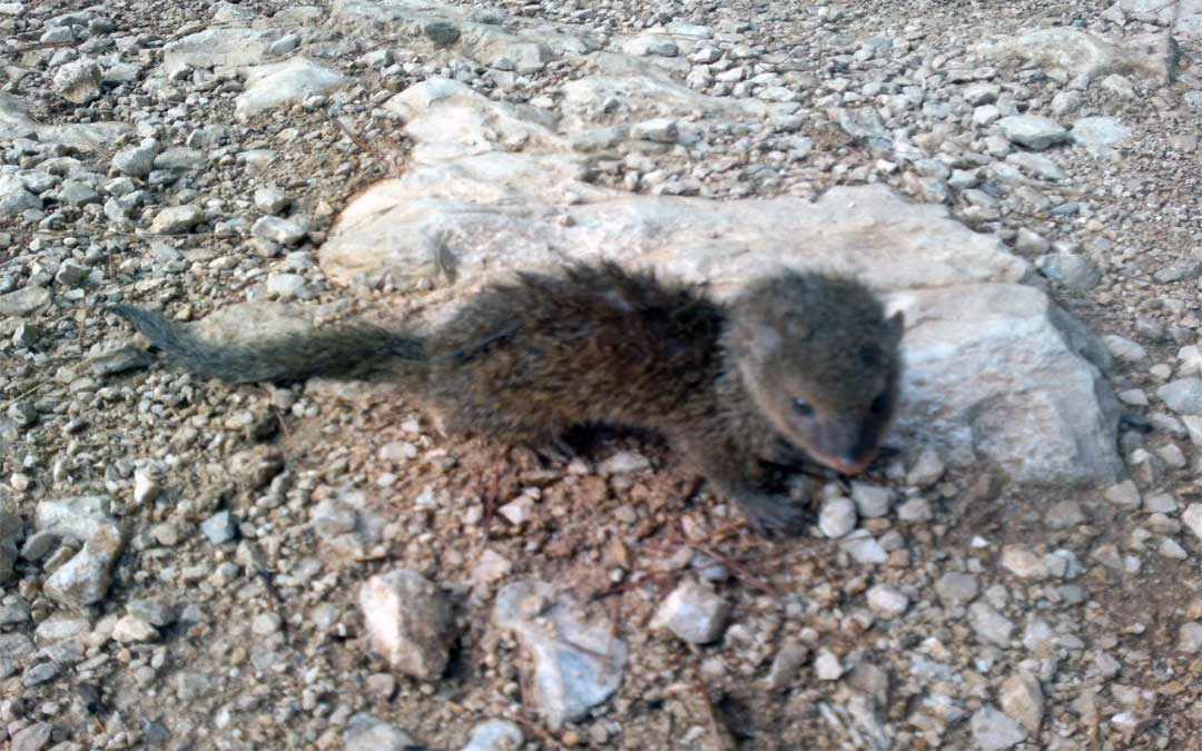 Entdecken Sie das Korčula-Naturerbe-Fauna-Mungos