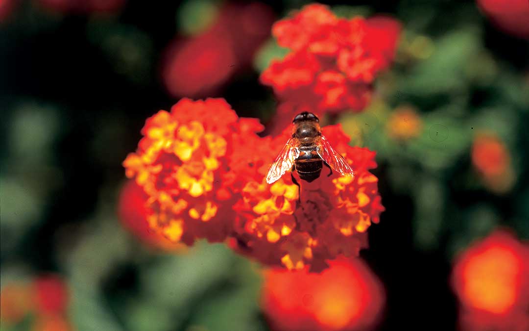 Entdecken Sie das Korčula-Naturerbe-Bee