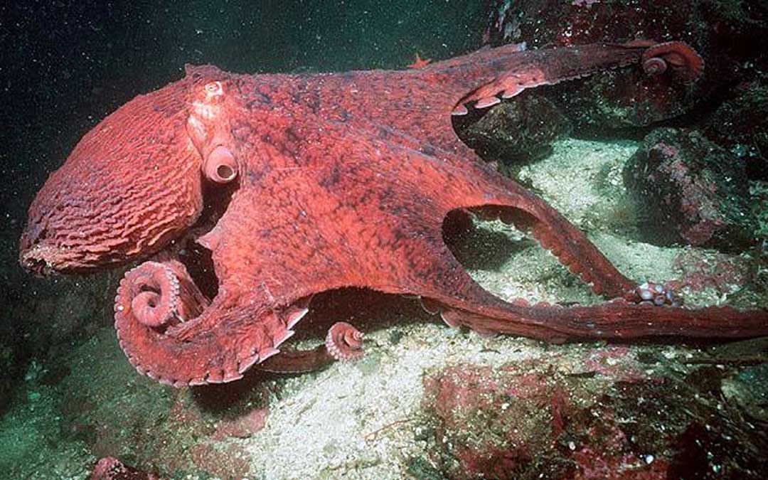 Discover Korčula-Natural heritage-Fauna-Octopus