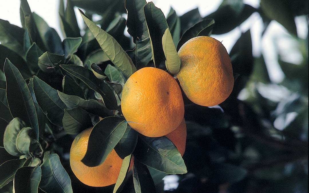 Entdecken Sie das Korčula-Naturerbe-Orange
