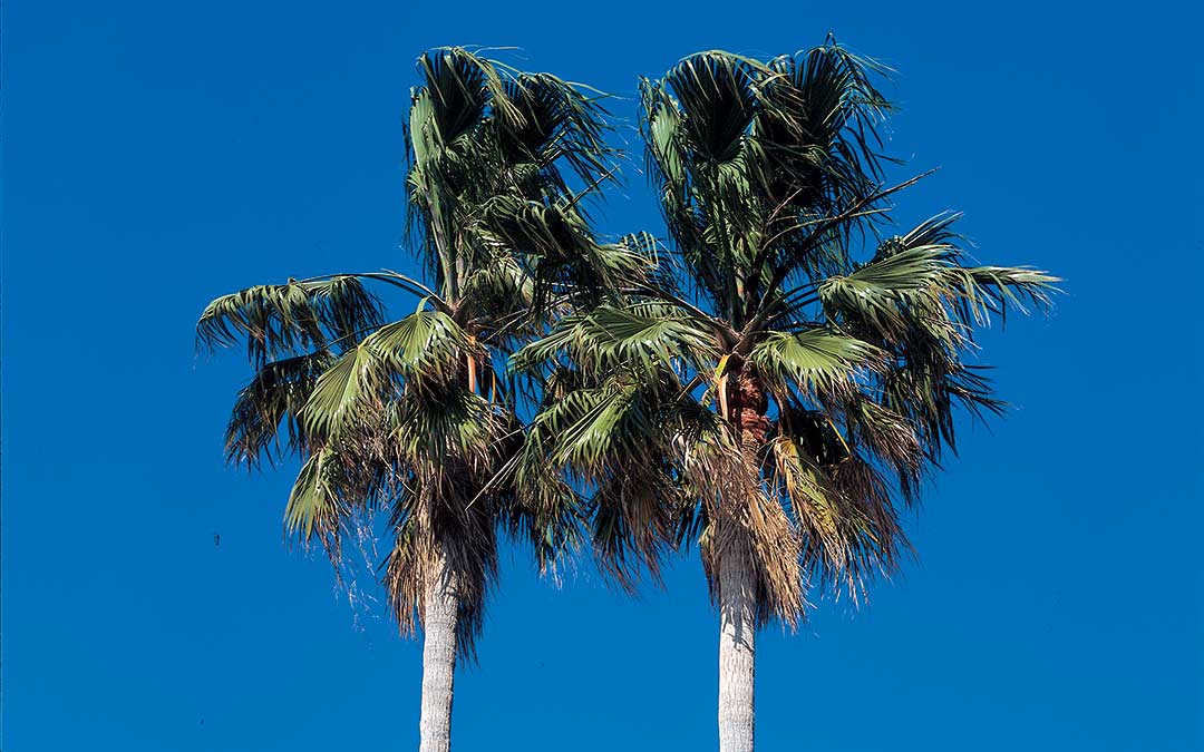 Discover Korčula-Natural heritage-Palms