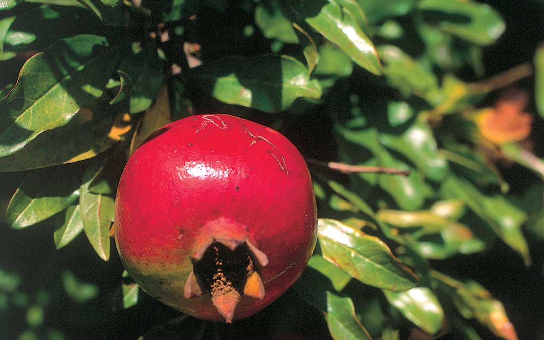 Découverte de Korčula - Patrimoine naturel-Pomegranate