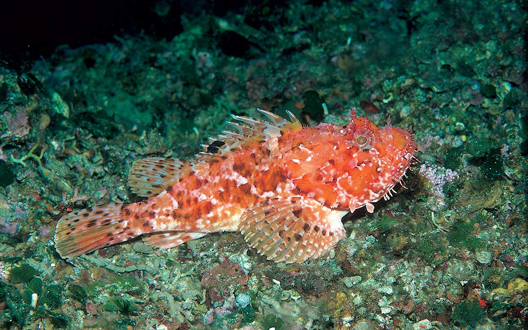 Discover Korčula-Natural heritage-Fauna-Red fish