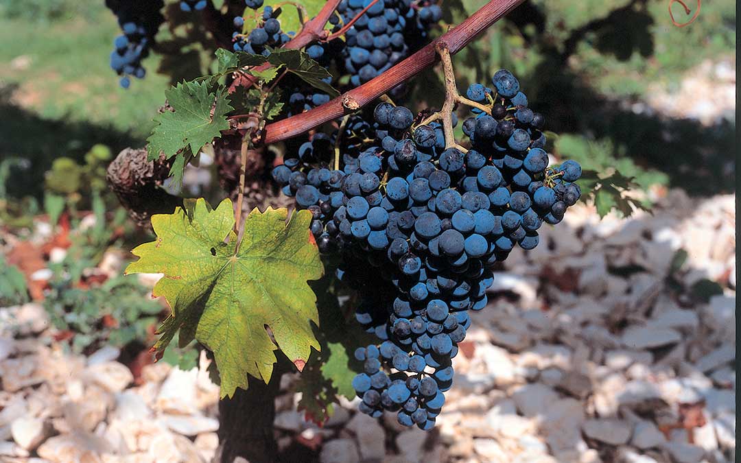 Entdecken Sie das Korčula-Naturerbe-Red grapes